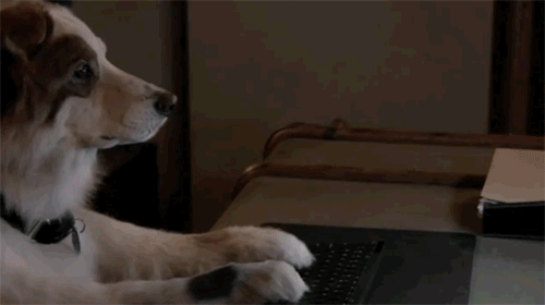 아이를 대하는 개와 고양이의 자세.gif | 인스티즈