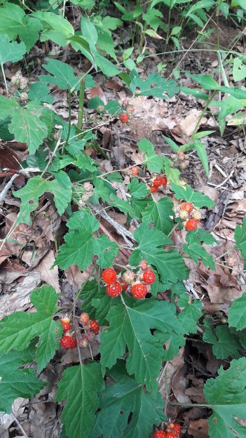 99D00A475D0B1CAF238F01