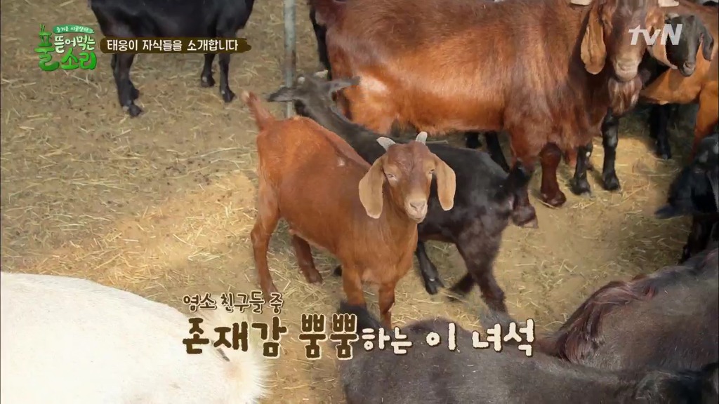 [풀뜯어먹는소리] 닭에서 시작해 소까지 살 수 있게 된 중딩농부 태웅.jpg | 인스티즈