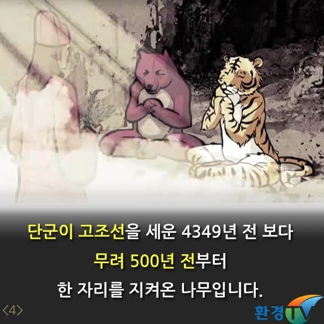세상에서 가장오랫동안 생존한 나무 | 인스티즈