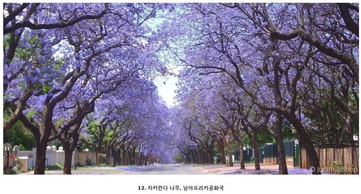 세계에서 가장 아름다운 나무들 | 인스티즈