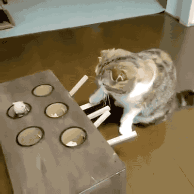 고양이 농락 | 인스티즈