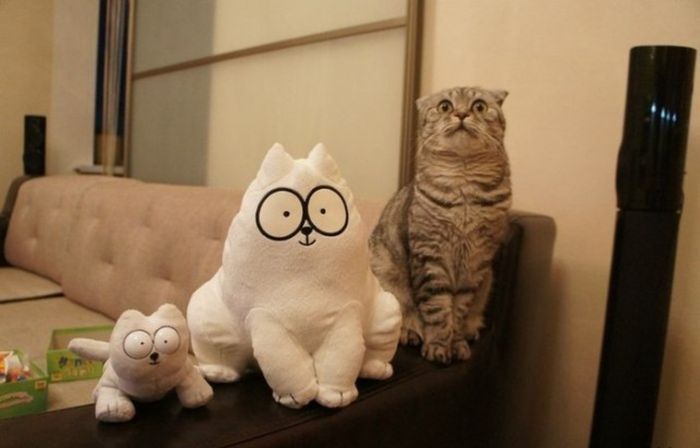 냥이들 JPG | 인스티즈