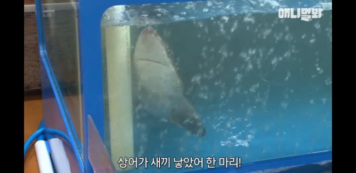 횟집에서 새끼 출산하는 상어 | 인스티즈