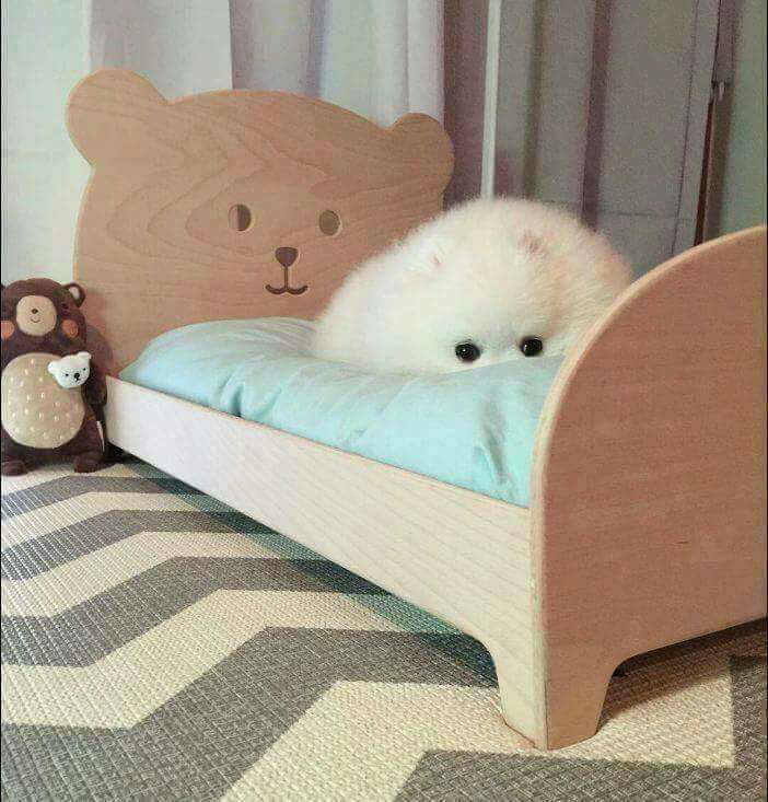 강아지에게 침대를 사줬다 | 인스티즈
