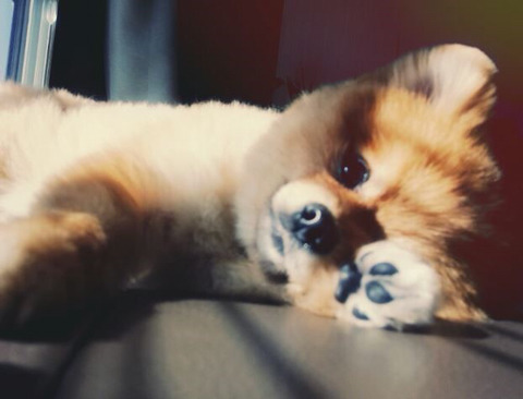 은근히 많은 팬을 보유하고 있는 갱쥐의 발바닥 꼬순내 | 인스티즈