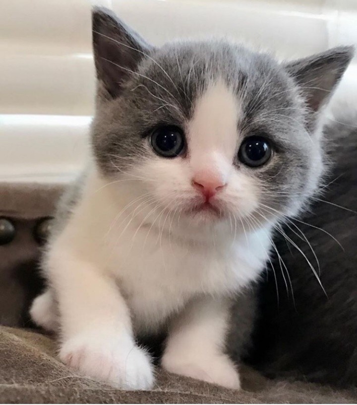 귀여운 고양이.jpg | 인스티즈