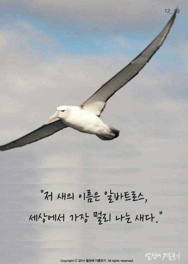 알바트로스 이미지